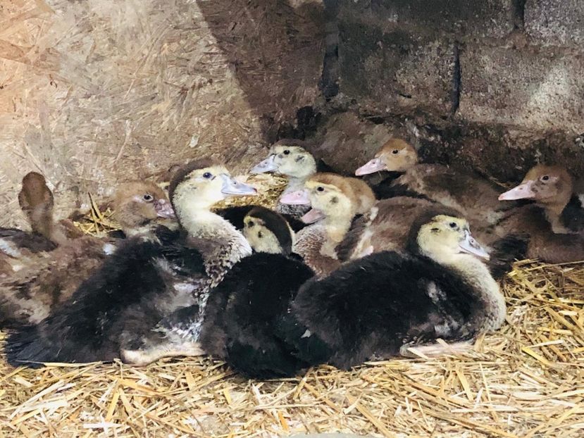 IMG-20190418-WA0014 - Bomboane asortate 2019