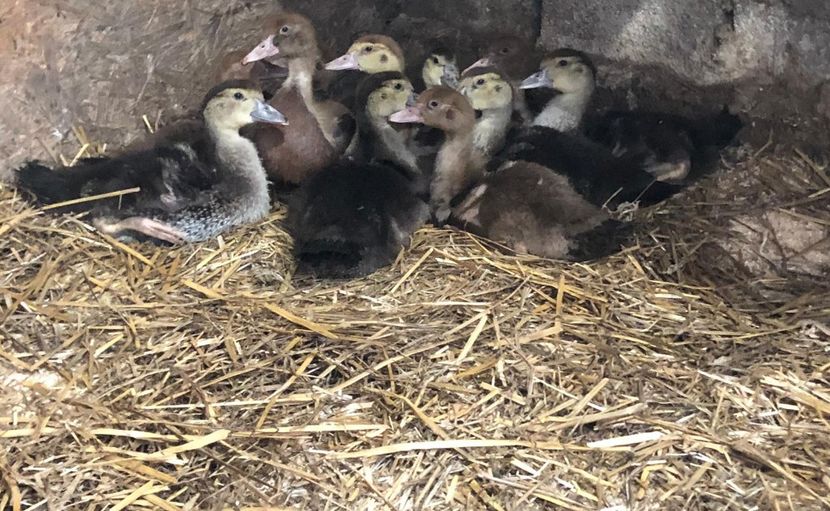  - Bomboane asortate 2019