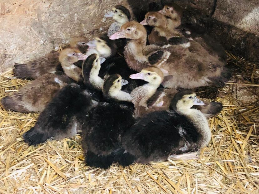  - Bomboane asortate 2019