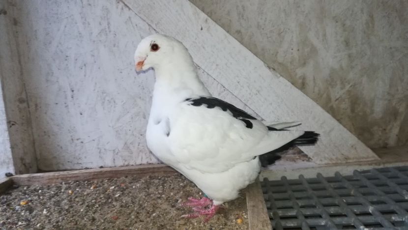  - Pui 2019