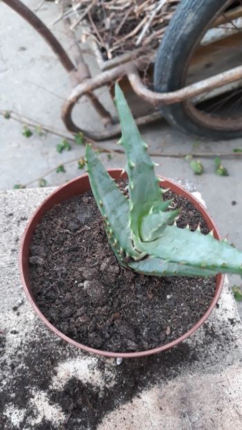  - Colectie aloe