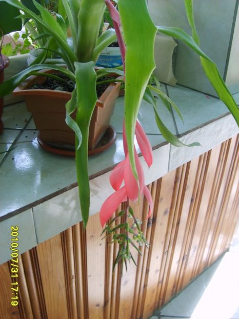 S5000606 - FLORI DE LA BAICOI