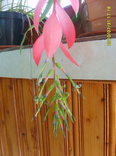 S5000604 - FLORI DE LA BAICOI