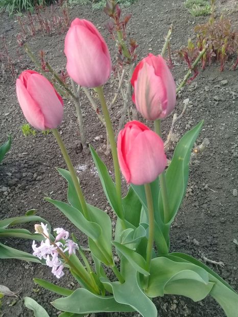 20190418_181850 (1) - Primavara 2019