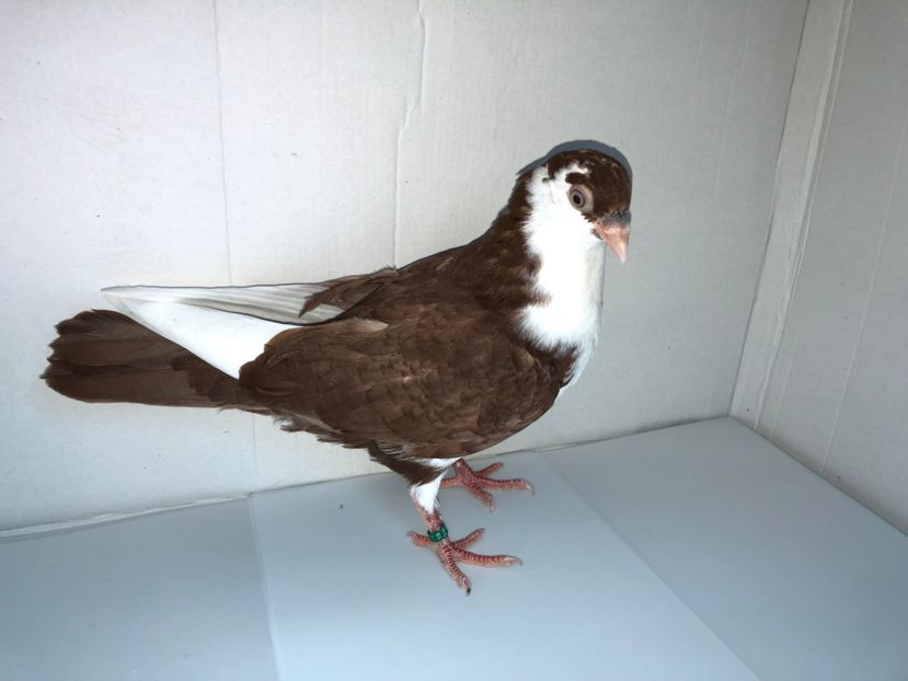 6830  femelă  2019_1 - tineret 2019