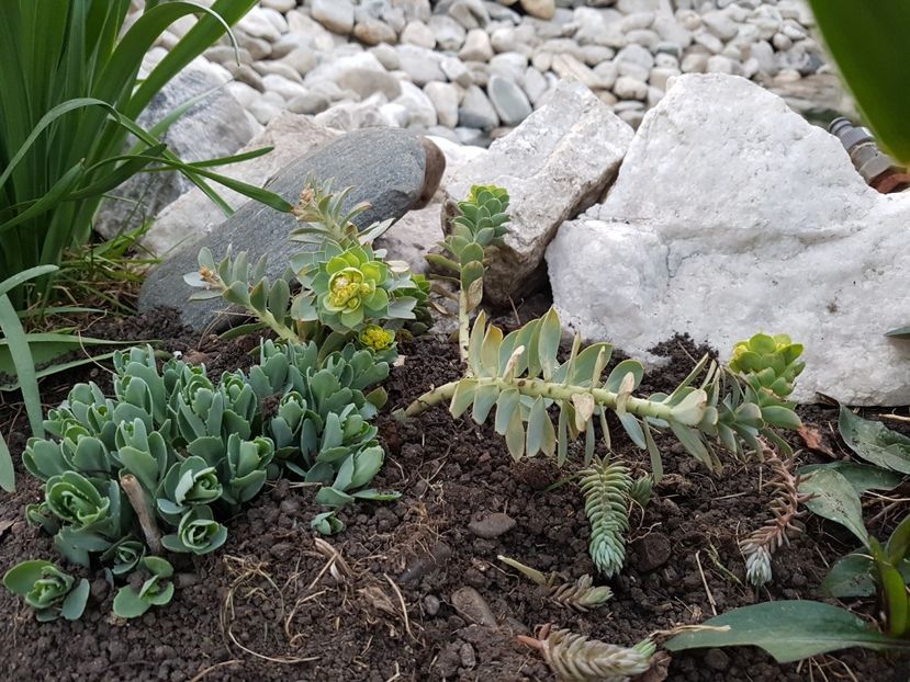 Euphorbia myrsinites si sedum "amber red" - Suculente de exterior 2018-2021