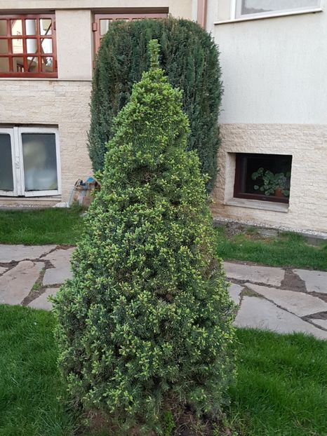 Geometrie...picea glauca cu mugurasi - Conifere si arbusti