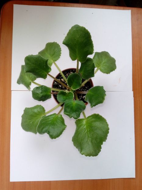 Aprilie 2019 - LE Madam Pompadur