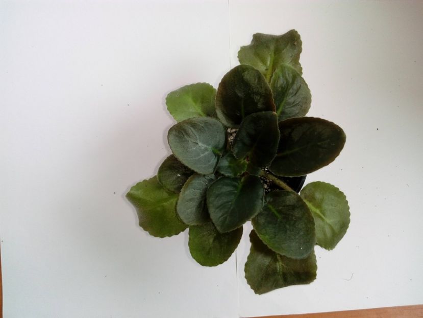 Aprilie 2019 - Zzz_out LE Anzhela Devis