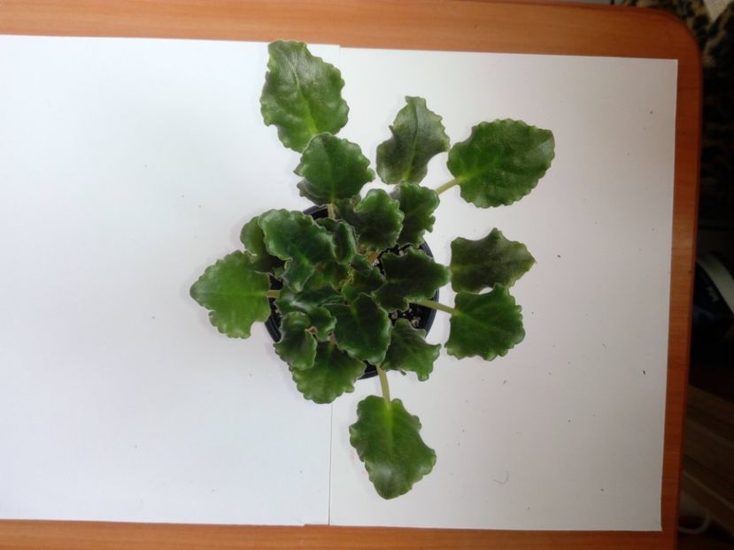 Aprilie 2019 - Kamennyi Tsvetok