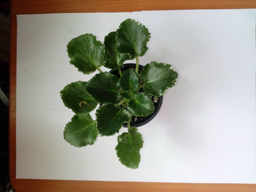 Aprilie 2019 - RS Kolokolnyj Zvon