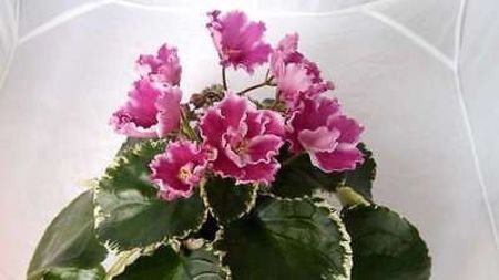 foto net - RS Kolokolnyj Zvon