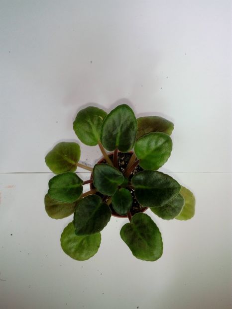 Aprilie 2019 - Coral Fantasy