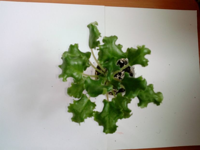 Aprilie 2019 - LE Flamenko