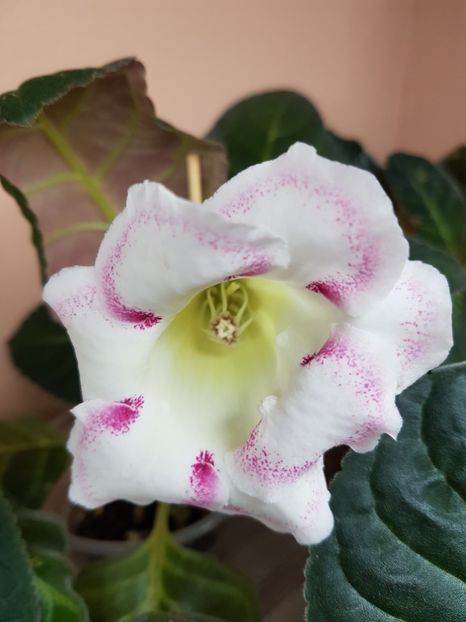  - Gloxinia 2019