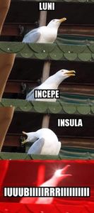  - Sezonul 5 insula iubirii - memes 1