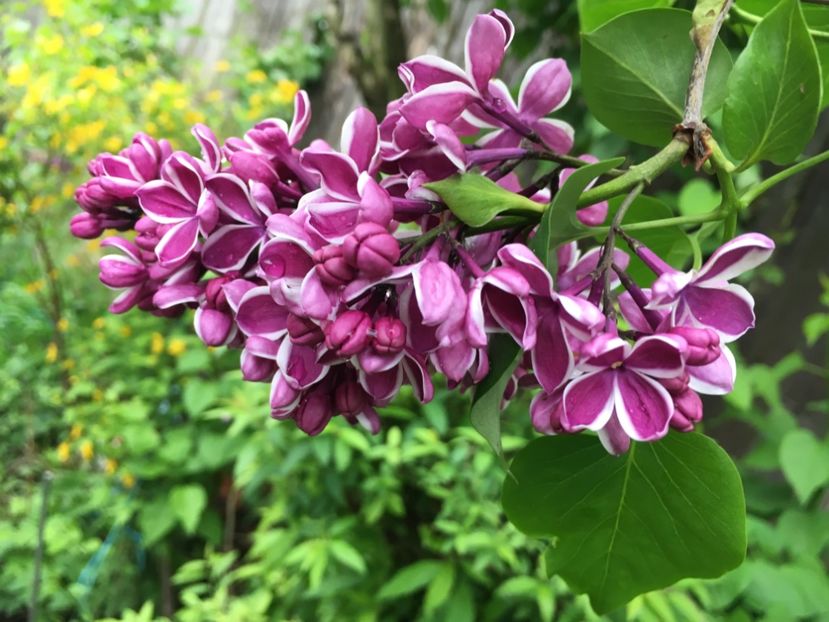 E349F09C-44D0-45B7-9EAA-EBE025EF68A2 - Aprilie