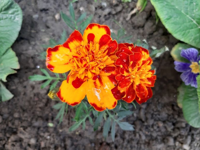  - 2019 Primăvară