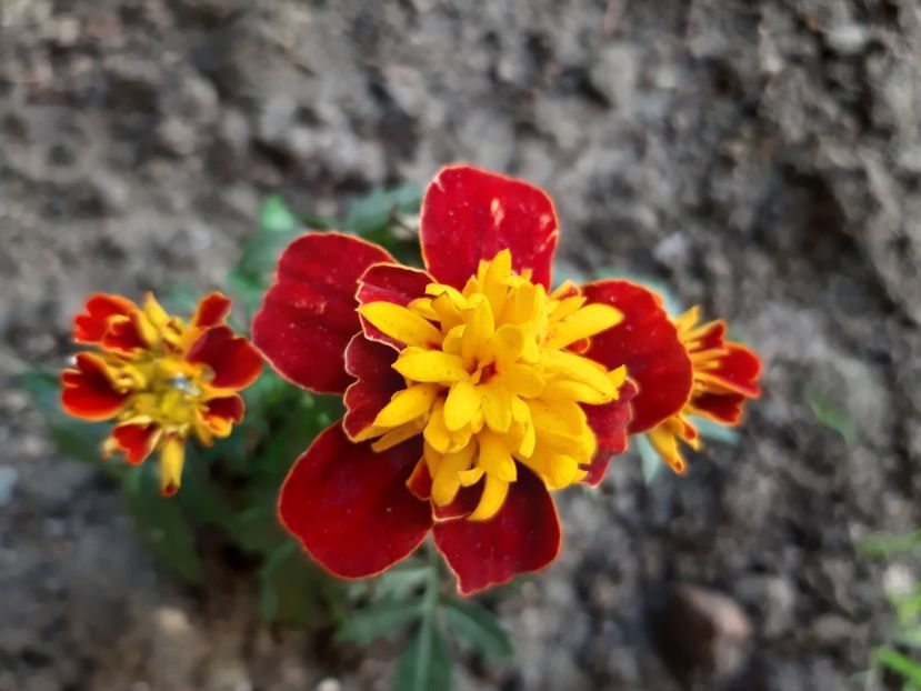  - 2019 Primăvară