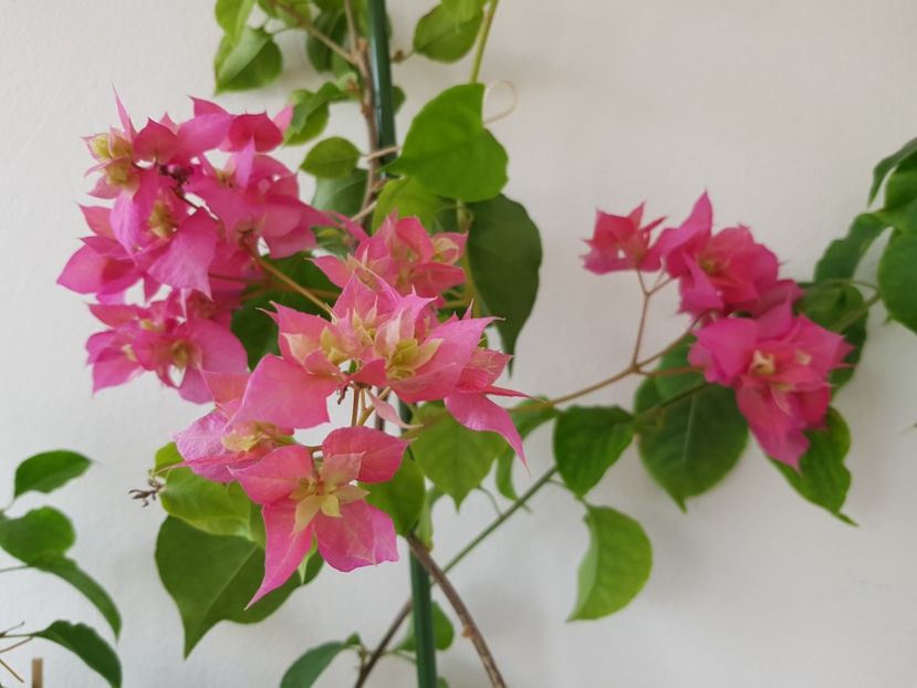  - BOUGAINVILLEA