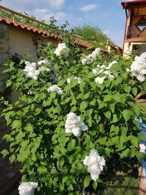 36 (2) - U-GRADINA MEA