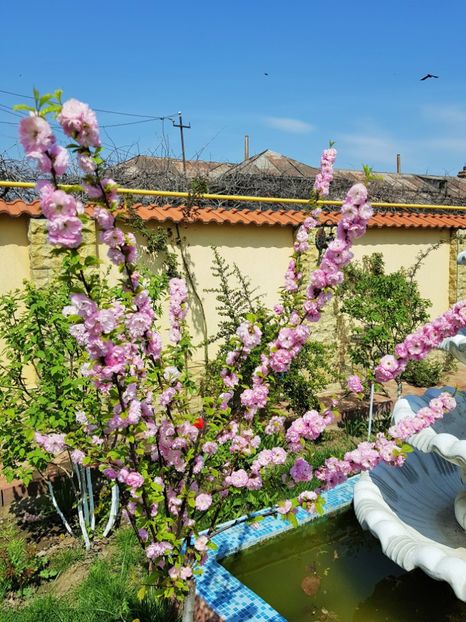 36 (3) - U-GRADINA MEA