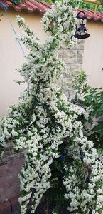 37 (2) - U-GRADINA MEA