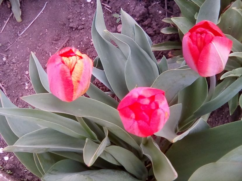  - Florile mamei - muscate-gradina cu lalele