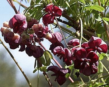 akebia quinata - Plante disponibile