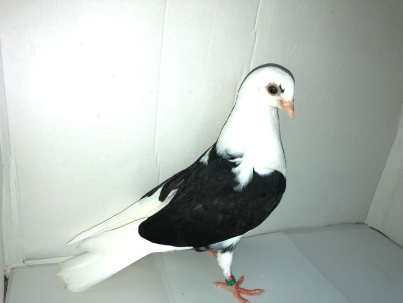 6818  femelă  2019_1 - tineret 2019