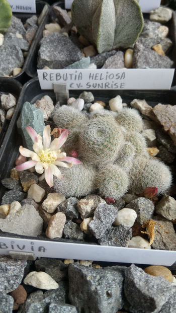 15.04.2019 - Rebutia heliosa cv sunrise