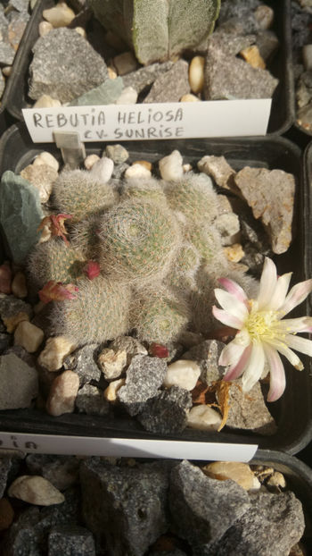 19.04.2019 - Rebutia heliosa cv sunrise