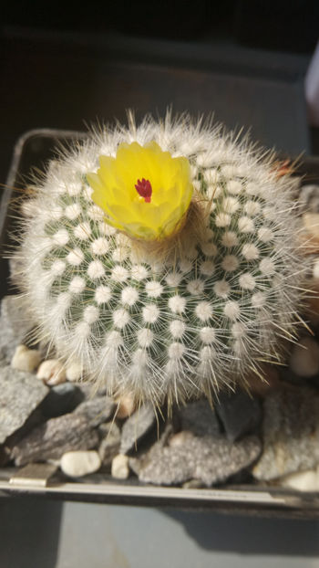 19.04.2019 - Notocactus haselbergii