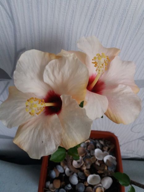  - Florile mele aprilie 2019