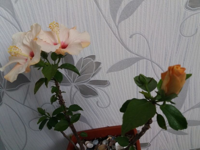  - Florile mele aprilie 2019