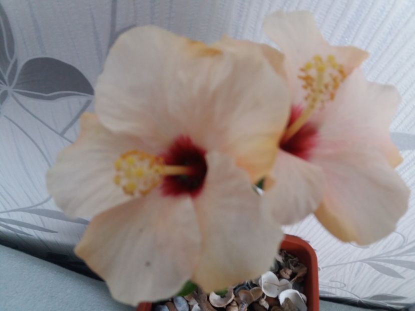  - Florile mele aprilie 2019