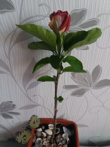  - Florile mele aprilie 2019