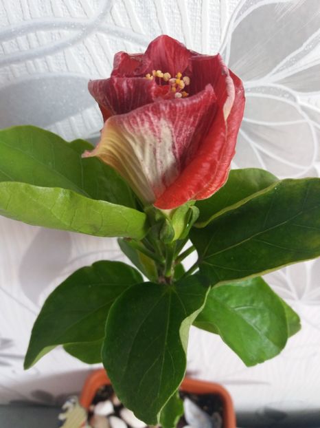  - Florile mele aprilie 2019