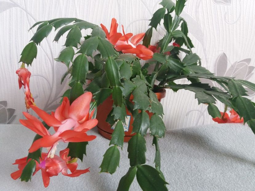  - Florile mele aprilie 2019