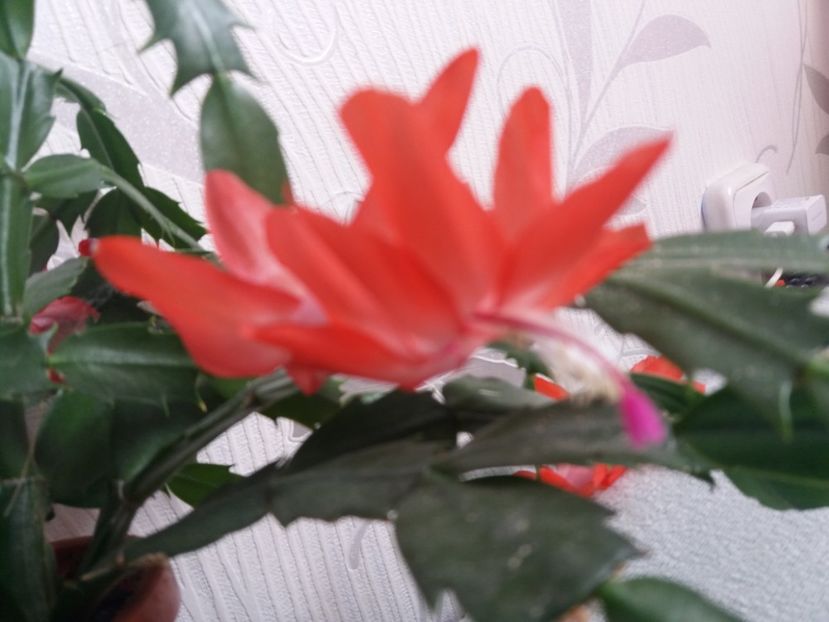  - Florile mele aprilie 2019