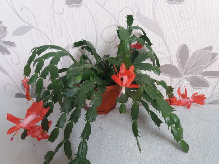  - Florile mele aprilie 2019