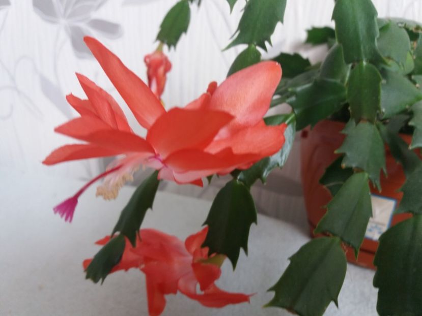  - Florile mele aprilie 2019