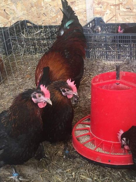  - Găini Marans