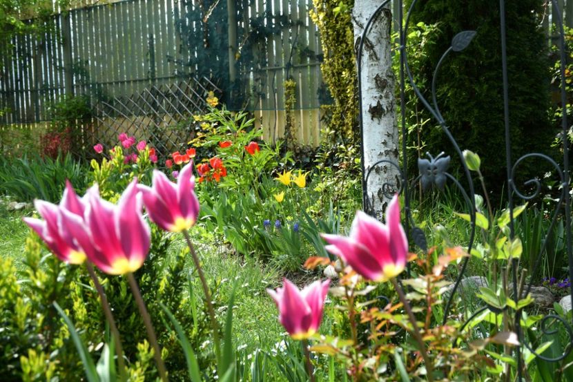 Ballade - 2019 Gradina