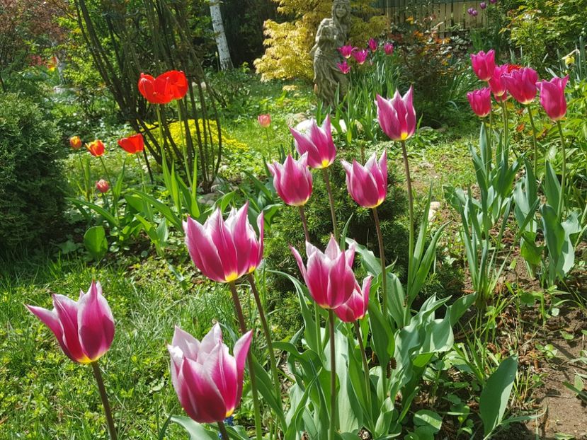 Ballade - 2019 Gradina
