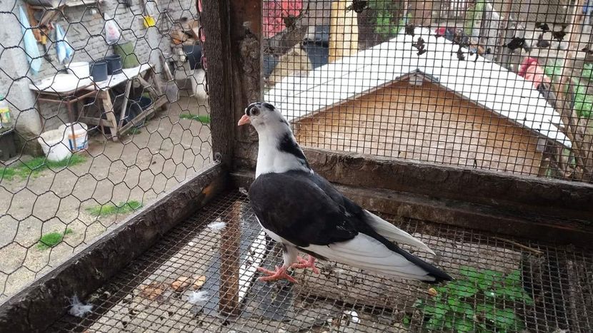 received_318414305535972 - 4-Jucatori de Galati