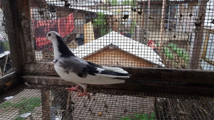 received_416772532212991 - 4-Jucatori de Galati