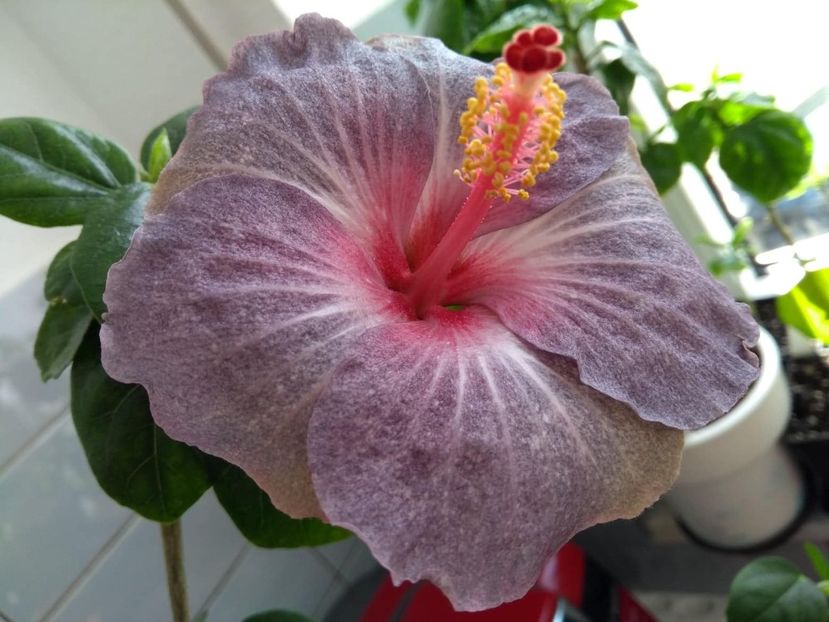  - 0Hibiscus in colectie infloriti