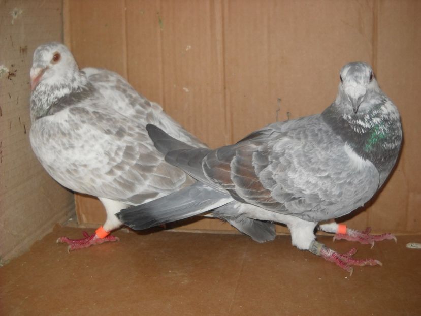  - UNDEVA IN SUCEAVA arhiva