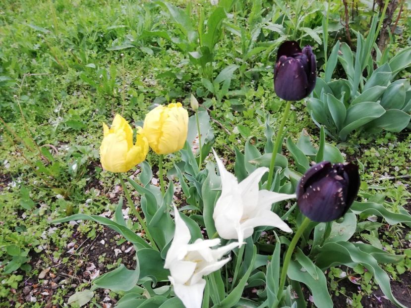  - 00- 2019- De primavara